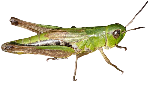 Meadow grasshopper, Pseudochorthippus parallelus, in the grass