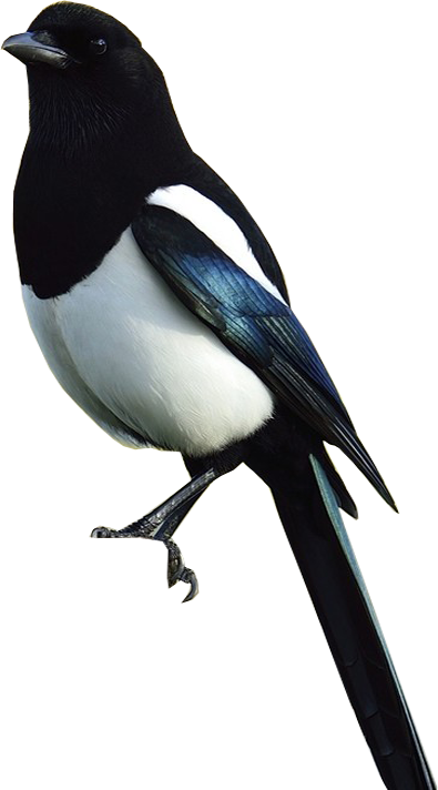 Eurasian magpie, Pica pica, on the roofs and trees
