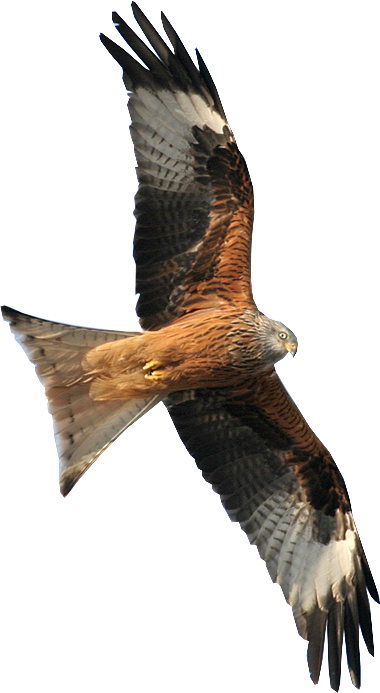 Red kite, Milvus milvus, flying over Wydäckerring